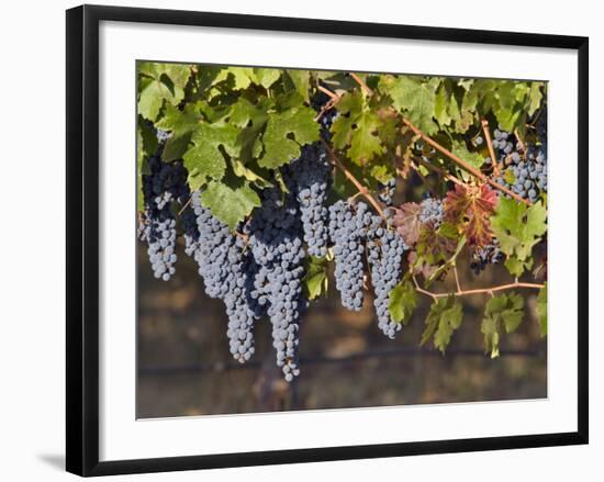 Close Up of Cabernet Sauvignon Grapes, Haras De Pirque Winery, Pirque, Maipo Valley, Chile-Janis Miglavs-Framed Photographic Print