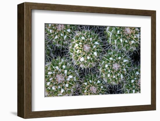 Close up of Cacti.-Richard Bryant-Framed Photo