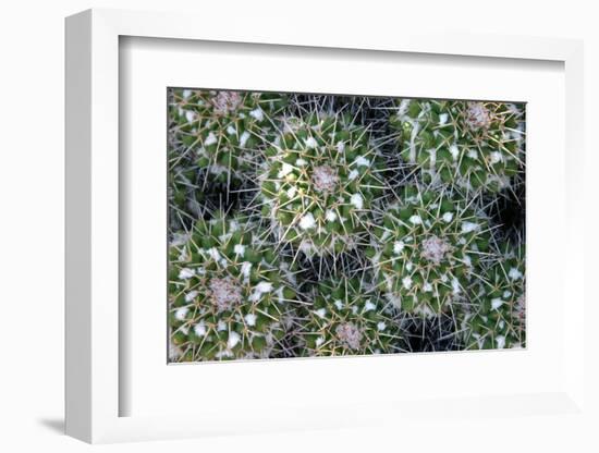 Close up of Cacti.-Richard Bryant-Framed Photo