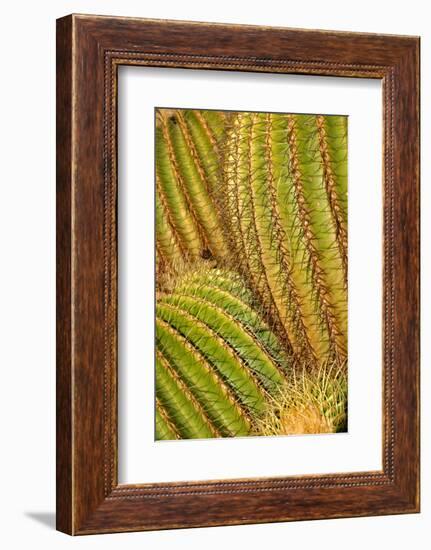 Close up of Cacti.-Richard Bryant-Framed Photo