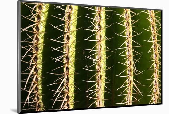 Close up of Cacti.-Richard Bryant-Mounted Photo