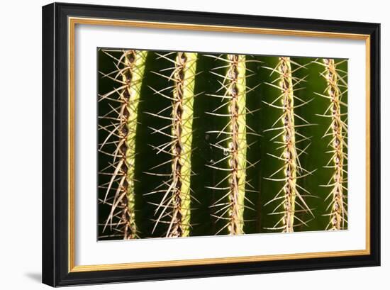 Close up of Cacti.-Richard Bryant-Framed Photo