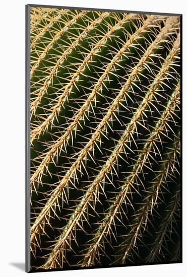 Close up of Cacti.-Richard Bryant-Mounted Photo