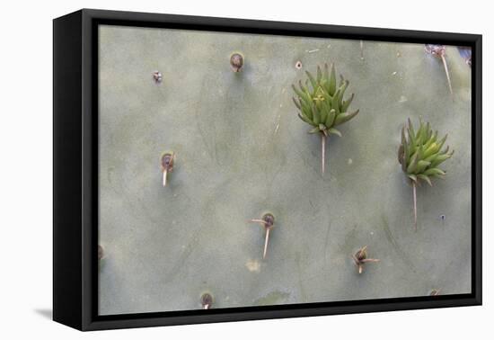 Close-Up of Cactus-DLILLC-Framed Premier Image Canvas