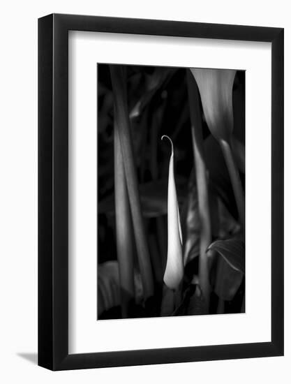 Close-up of Calla lily flower bud, California, USA-Panoramic Images-Framed Photographic Print