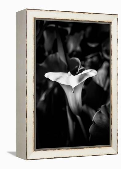 Close-up of Calla lily flower in bloom, California, USA-Panoramic Images-Framed Premier Image Canvas