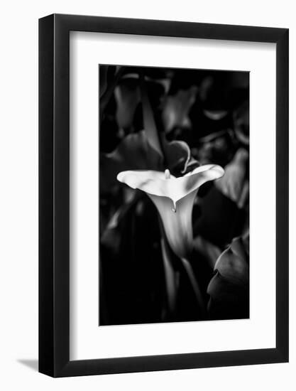 Close-up of Calla lily flower in bloom, California, USA-Panoramic Images-Framed Photographic Print