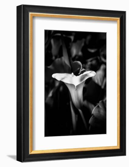 Close-up of Calla lily flower in bloom, California, USA-Panoramic Images-Framed Photographic Print