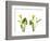 Close-up of Calla lily flowers-Panoramic Images-Framed Photographic Print