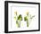 Close-up of Calla lily flowers-Panoramic Images-Framed Photographic Print