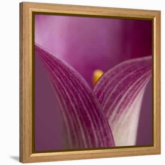 Close-up of Calla Lily-Clive Nichols-Framed Premier Image Canvas