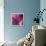 Close-up of Calla Lily-Clive Nichols-Framed Premier Image Canvas displayed on a wall