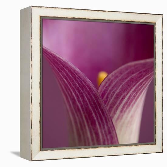 Close-up of Calla Lily-Clive Nichols-Framed Premier Image Canvas