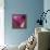 Close-up of Calla Lily-Clive Nichols-Framed Premier Image Canvas displayed on a wall