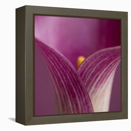 Close-up of Calla Lily-Clive Nichols-Framed Premier Image Canvas