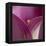 Close-up of Calla Lily-Clive Nichols-Framed Premier Image Canvas