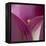 Close-up of Calla Lily-Clive Nichols-Framed Premier Image Canvas