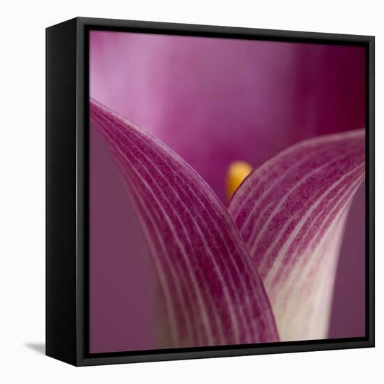 Close-up of Calla Lily-Clive Nichols-Framed Premier Image Canvas