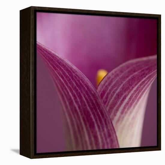 Close-up of Calla Lily-Clive Nichols-Framed Premier Image Canvas