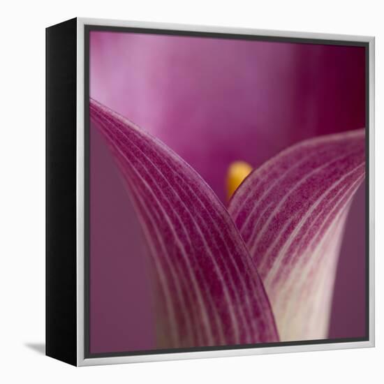 Close-up of Calla Lily-Clive Nichols-Framed Premier Image Canvas