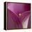 Close-up of Calla Lily-Clive Nichols-Framed Premier Image Canvas