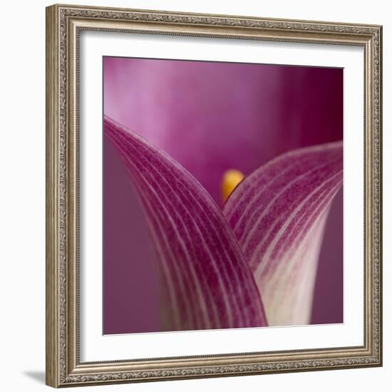 Close-up of Calla Lily-Clive Nichols-Framed Photographic Print