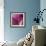 Close-up of Calla Lily-Clive Nichols-Framed Photographic Print displayed on a wall