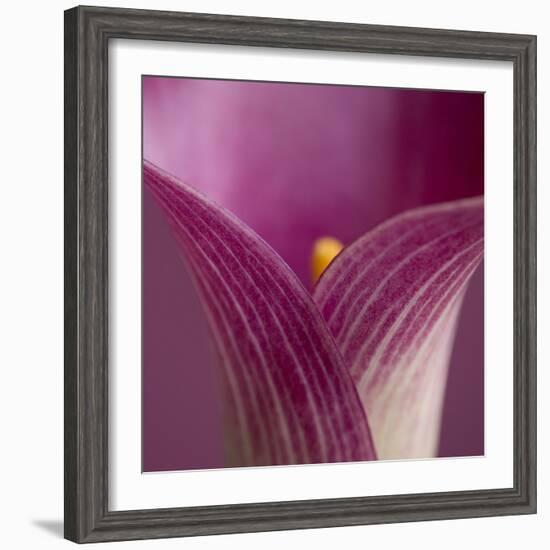 Close-up of Calla Lily-Clive Nichols-Framed Photographic Print