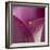 Close-up of Calla Lily-Clive Nichols-Framed Photographic Print