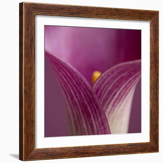 Close-up of Calla Lily-Clive Nichols-Framed Photographic Print