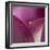 Close-up of Calla Lily-Clive Nichols-Framed Photographic Print