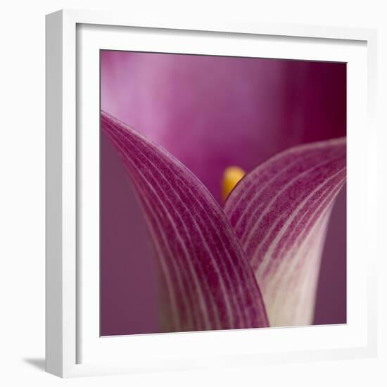 Close-up of Calla Lily-Clive Nichols-Framed Photographic Print