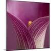 Close-up of Calla Lily-Clive Nichols-Mounted Photographic Print
