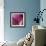 Close-up of Calla Lily-Clive Nichols-Framed Photographic Print displayed on a wall