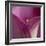 Close-up of Calla Lily-Clive Nichols-Framed Photographic Print