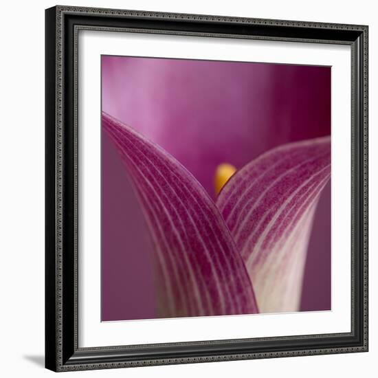 Close-up of Calla Lily-Clive Nichols-Framed Photographic Print
