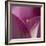 Close-up of Calla Lily-Clive Nichols-Framed Photographic Print