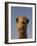 Close-Up of Camel's Head in Bright Evening Light, Near Abu Dhabi-Martin Child-Framed Photographic Print