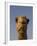 Close-Up of Camel's Head in Bright Evening Light, Near Abu Dhabi-Martin Child-Framed Photographic Print