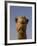 Close-Up of Camel's Head in Bright Evening Light, Near Abu Dhabi-Martin Child-Framed Photographic Print