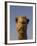 Close-Up of Camel's Head in Bright Evening Light, Near Abu Dhabi-Martin Child-Framed Photographic Print