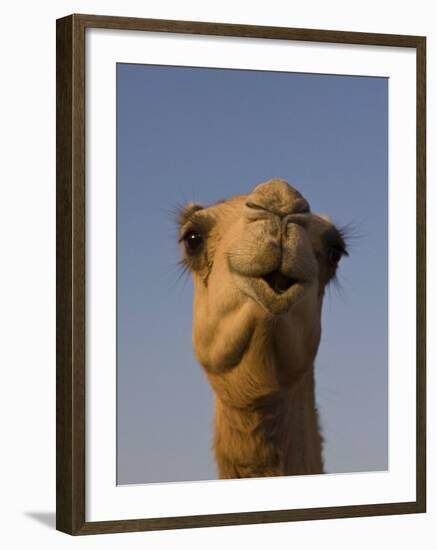 Close-Up of Camel's Head in Bright Evening Light, Near Abu Dhabi-Martin Child-Framed Photographic Print