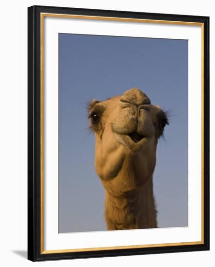 Close-Up of Camel's Head in Bright Evening Light, Near Abu Dhabi-Martin Child-Framed Photographic Print