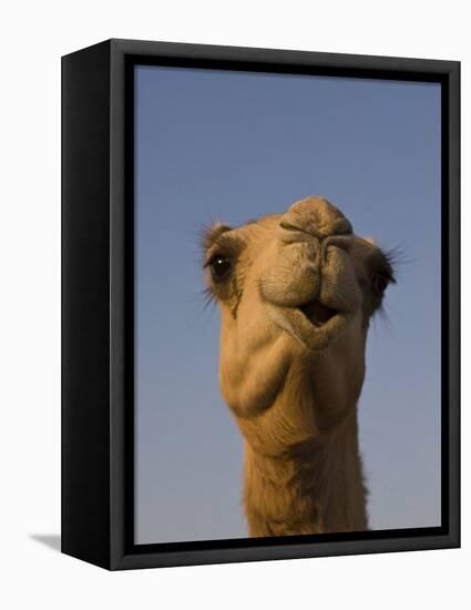 Close-Up of Camel's Head in Bright Evening Light, Near Abu Dhabi-Martin Child-Framed Premier Image Canvas