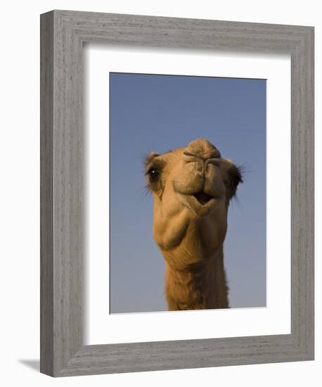 Close-Up of Camel's Head in Bright Evening Light, Near Abu Dhabi-Martin Child-Framed Photographic Print