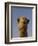 Close-Up of Camel's Head in Bright Evening Light, Near Abu Dhabi-Martin Child-Framed Photographic Print