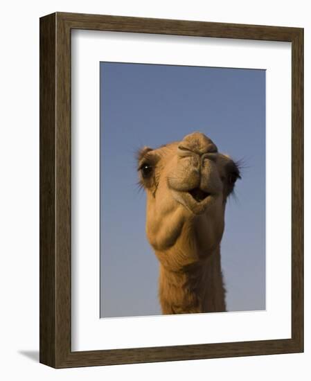 Close-Up of Camel's Head in Bright Evening Light, Near Abu Dhabi-Martin Child-Framed Photographic Print