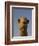 Close-Up of Camel's Head in Bright Evening Light, Near Abu Dhabi-Martin Child-Framed Photographic Print