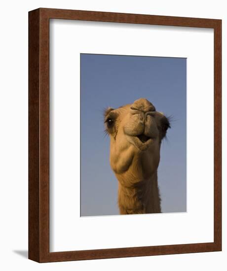 Close-Up of Camel's Head in Bright Evening Light, Near Abu Dhabi-Martin Child-Framed Photographic Print