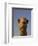 Close-Up of Camel's Head in Bright Evening Light, Near Abu Dhabi-Martin Child-Framed Photographic Print